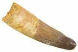 Fossil Spinosaurus Tooth - Feeding Worn Tip #343592-1